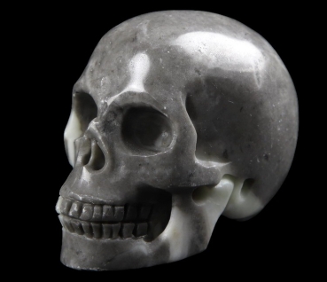 Fossil Stone Skull
